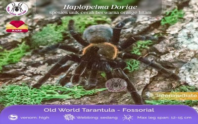 HAPLOPELMA DORIAE / HAPLOPELMA ORANGE FRINGE TARANTULA - SLING
